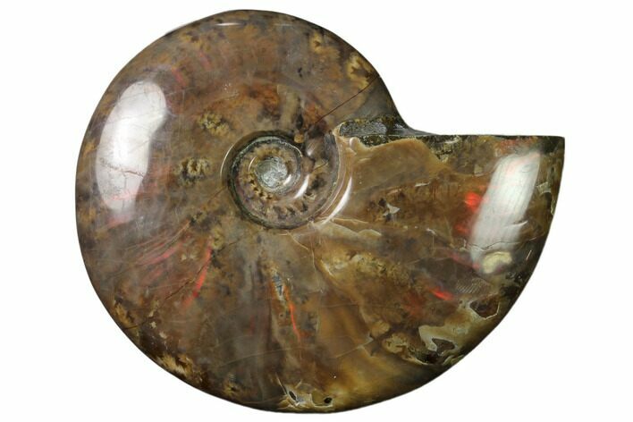 Flashy Red Iridescent Ammonite #155235